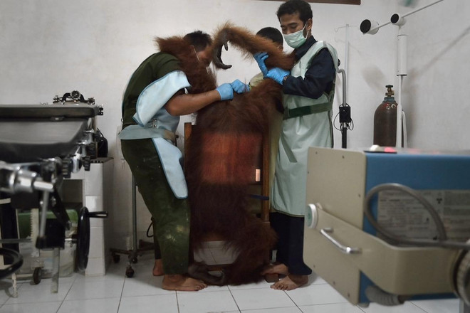 Chú đười ươi 14 tuổi may mắn thoát khỏi "lưỡi hái tử thần" ảnh 2