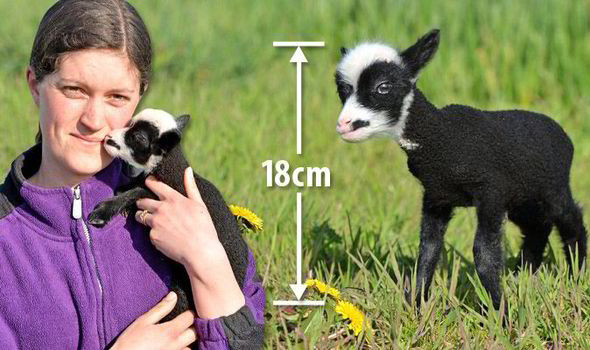 Chú cừu nhỏ nhất thế giới suýt mất mạng trong khi sinh ảnh 1