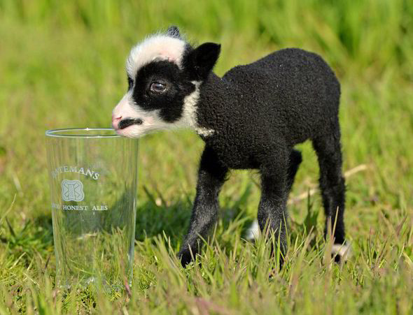 Chú cừu nhỏ nhất thế giới suýt mất mạng trong khi sinh ảnh 2