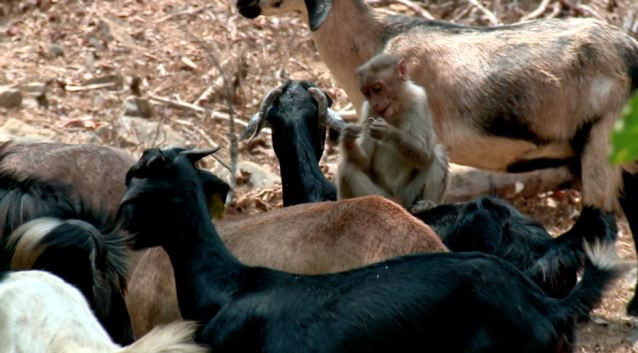 [Photo] Kinh ngạc với chú khỉ có khả năng "chỉ đạo" đàn dê ảnh 1