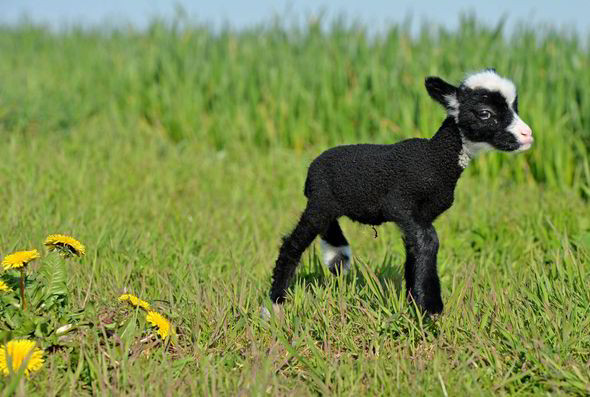 Chú cừu nhỏ nhất thế giới suýt mất mạng trong khi sinh ảnh 3