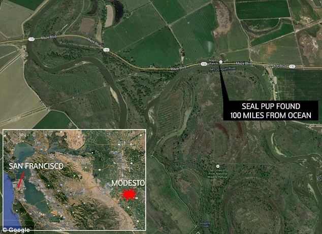 Choáng váng với chú sư tử biển bơi lạc 160km vào nhà dân ảnh 3