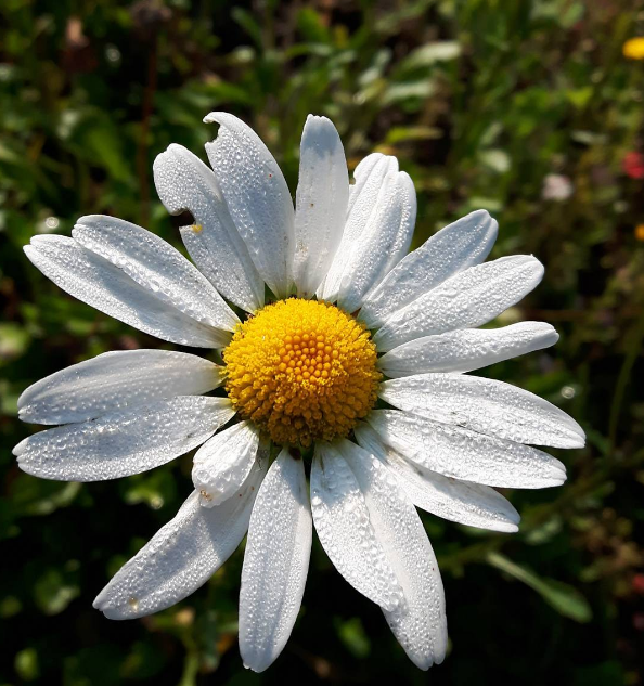 Bốn loài hoa tuyệt đẹp giúp các nàng rạng rỡ hơn bội phần ảnh 3