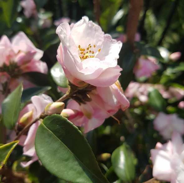 Bốn loài hoa tuyệt đẹp giúp các nàng rạng rỡ hơn bội phần ảnh 5