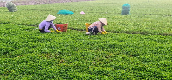 Bạc Liêu: Huy động các nguồn lực thực hiện giảm nghèo bền vững ảnh 1