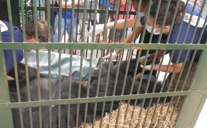 Cận cảnh chuyển giao cá thể gấu bị nuôi nhốt hơn 15 năm tại Hải Dương ảnh 7