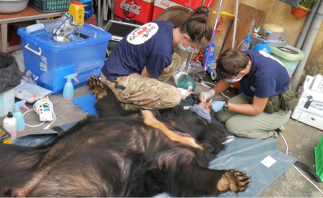Cận cảnh chuyển giao cá thể gấu bị nuôi nhốt hơn 15 năm tại Hải Dương ảnh 5