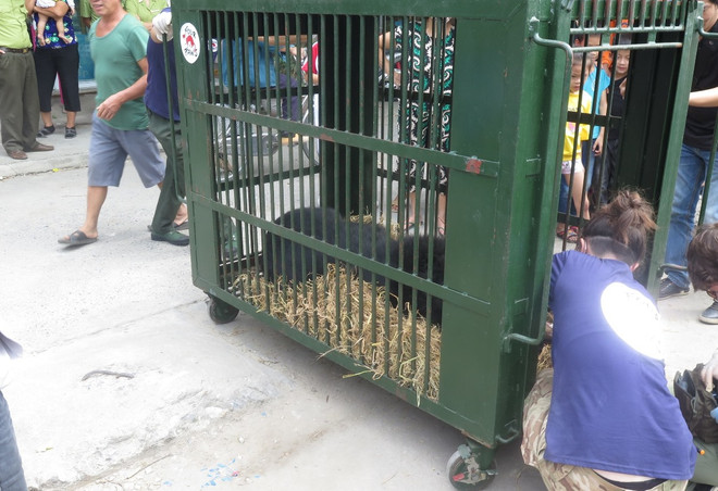 Cận cảnh chuyển giao cá thể gấu bị nuôi nhốt hơn 15 năm tại Hải Dương ảnh 10