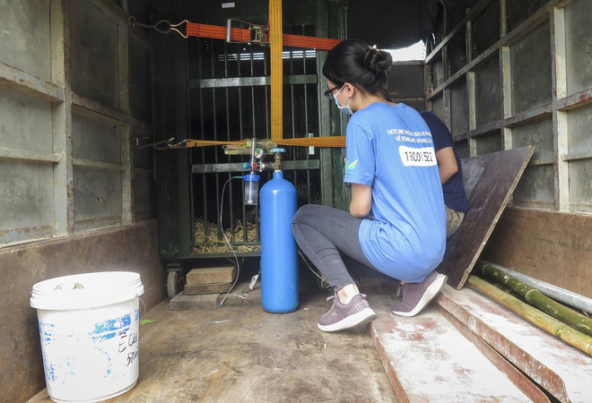 Cận cảnh chuyển giao cá thể gấu bị nuôi nhốt hơn 15 năm tại Hải Dương ảnh 9