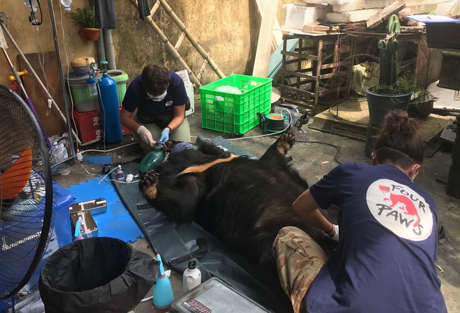 Cận cảnh chuyển giao cá thể gấu bị nuôi nhốt hơn 15 năm tại Hải Dương ảnh 3