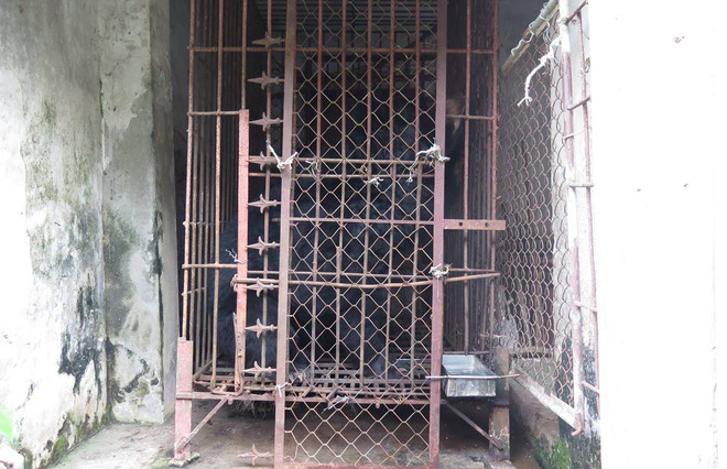 Cận cảnh chuyển giao cá thể gấu bị nuôi nhốt hơn 15 năm tại Hải Dương ảnh 2