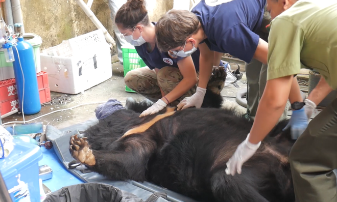 Cận cảnh chuyển giao cá thể gấu bị nuôi nhốt hơn 15 năm tại Hải Dương ảnh 4