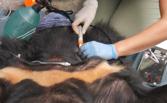 Cận cảnh chuyển giao cá thể gấu bị nuôi nhốt hơn 15 năm tại Hải Dương ảnh 6