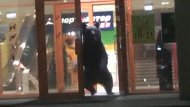 Gấu hoang dã bị cảnh sát bắn hạ vì làm loạn trung tâm mua sắm ảnh 1