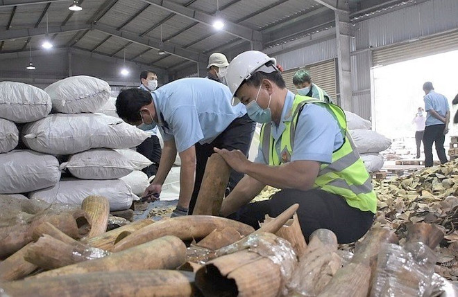 Lực lượng chức năng kiểm tra, xử lý lô hàng nghi là ngà voi và vảy tê tê. (Ảnh: TTXVN phát) Đà Nẵng: Xử lý hơn 6 tấn hàng lậu nghi là ngà voi, vảy tê tê ảnh 1