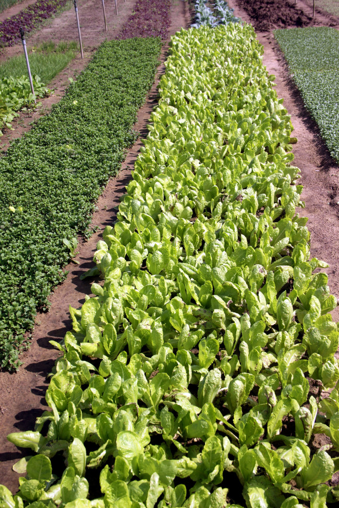 Quảng Nam: Rau truyền thống Trà Quế thu hút khách dịp Tết Nguyên đán ảnh 2