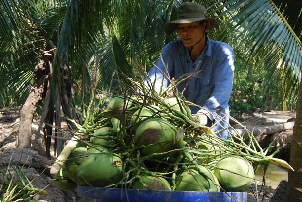 Thu mua dừa xiêm xanh tại vườn ở tỉnh Bến Tre. (Ảnh: Huỳnh Phúc Hậu/TTXVN) Bến Tre phát triển vùng nguyên liệu dừa hữu cơ, nâng giá trị sản xuất ảnh 1