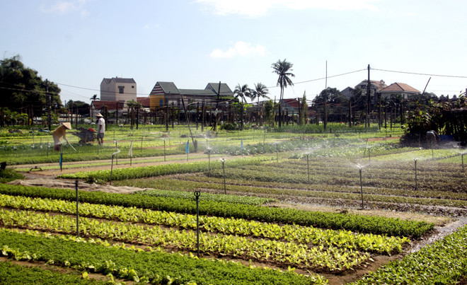 Quảng Nam: Rau truyền thống Trà Quế thu hút khách dịp Tết Nguyên đán ảnh 1