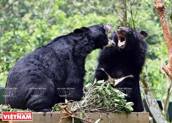 'Chạy vì gấu' hướng tới chấm dứt tình trạng nuôi nhốt gấu lấy mật ảnh 1