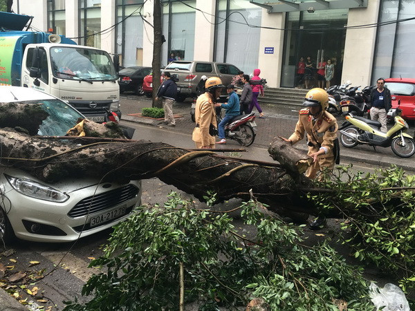 Cây đổ vào người đi đường, 1 người chết, 4 người bị thương ảnh 1