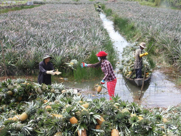 Nhiều loại trái cây ở đồng bằng sông Cửu Long tăng giá trở lại ảnh 1