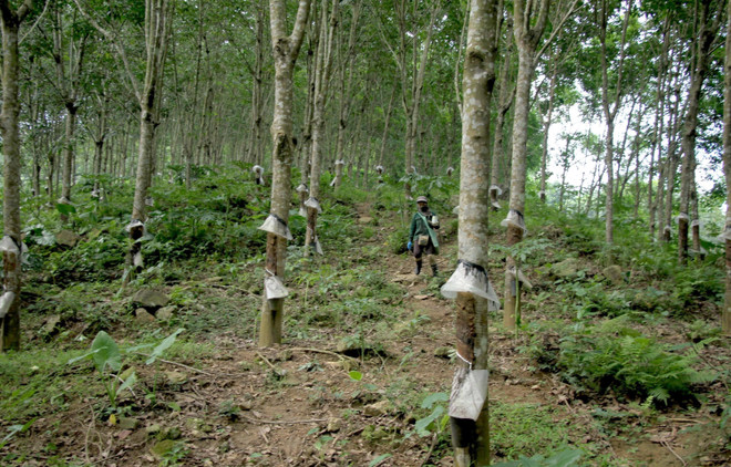 Bất cập tại dự án trồng cao su ở Nghệ An: Lời giải bài toán đất đai ảnh 2