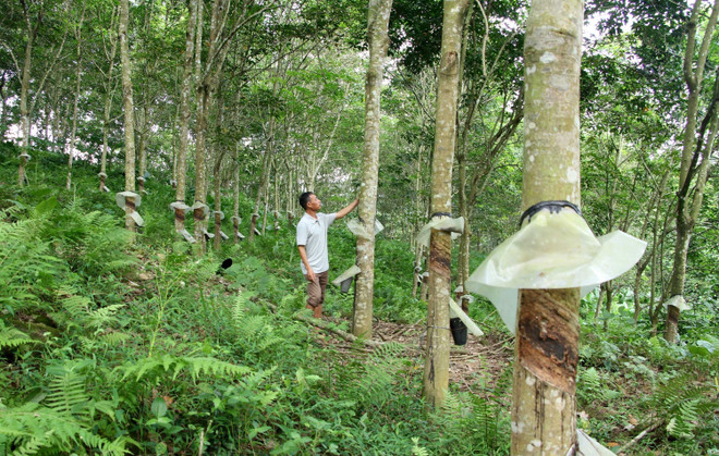 Bất cập tại dự án trồng cao su ở Nghệ An: Lời giải bài toán đất đai ảnh 1