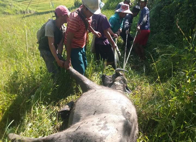 Kon Tum: Trâu, bò chết hàng loạt do mắc bệnh tụ huyết trùng ảnh 1
