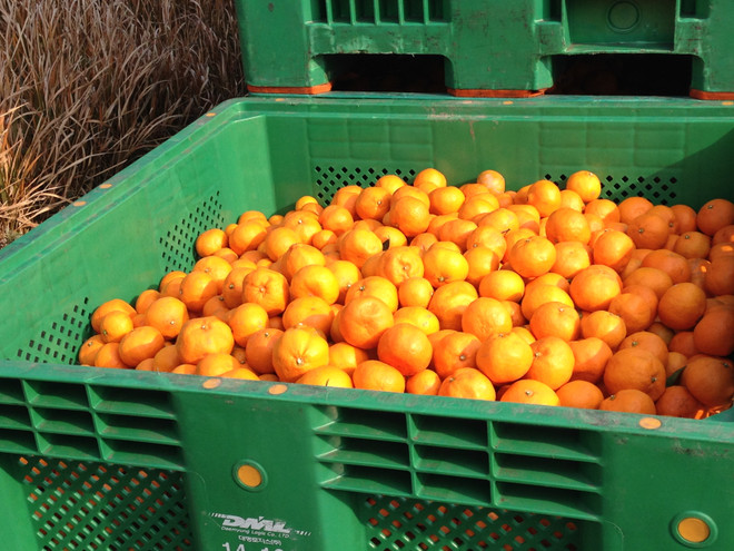 Triều Tiên phát quýt Hàn Quốc tặng thanh thiếu niên, người lao động ảnh 1