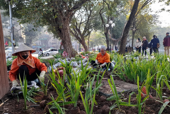 Công nhân Công ty cổ phần Thảo viên xanh - Udic trồng hoa quanh khu vực bờ hồ Hoàn Kiếm. (Ảnh: HV/Vietnam+) Những người làm đẹp cho Thủ đô “đón” Tết Nguyên đán Quý Mão 2023 ảnh 2