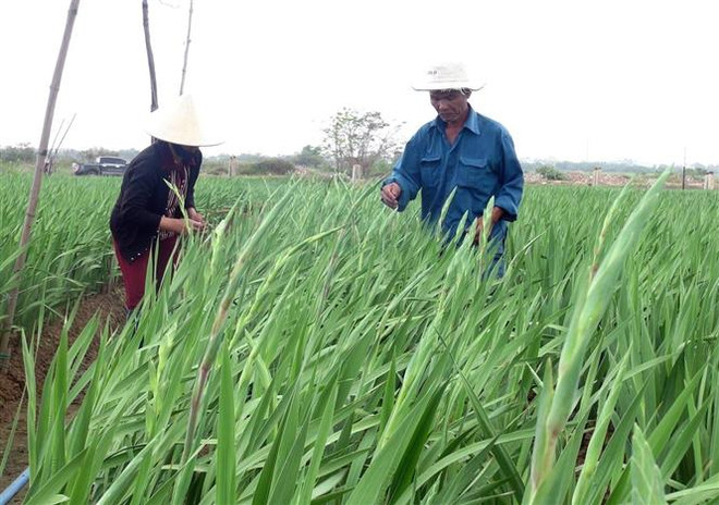 Thị trường hoa tất bật vào mùa phục vụ Tết Nguyên đán ảnh 1