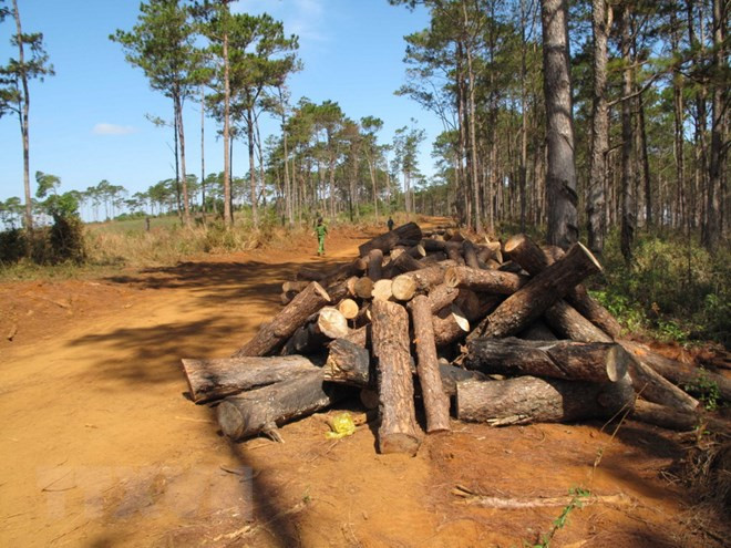 Đắk Nông: Khởi tố 129 vụ vi phạm pháp luật quản lý bảo vệ rừng ảnh 2