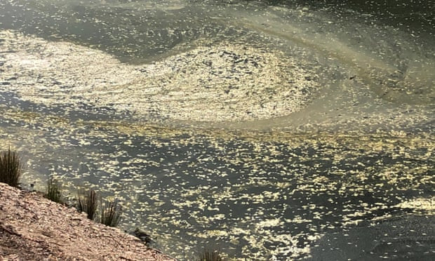 Cá tiếp tục chết hàng loạt trong đợt nắng nóng tại Australia ảnh 1