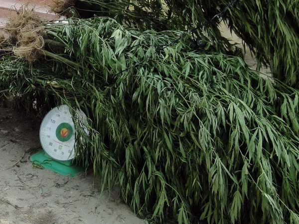 Phát hiện 13kg thảo mộc nghi cần sa vận chuyển về sân bay Nội Bài ảnh 1