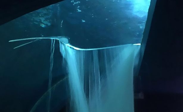 Bể chứa 13 con cá mập bị vỡ, hàng vạn lít nước tràn ra ngoài ảnh 1