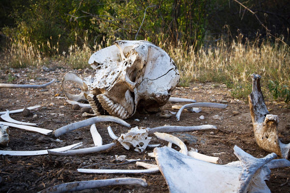Bốn nhân viên kiểm lâm bị những kẻ săn trộm voi bắn chết ảnh 2