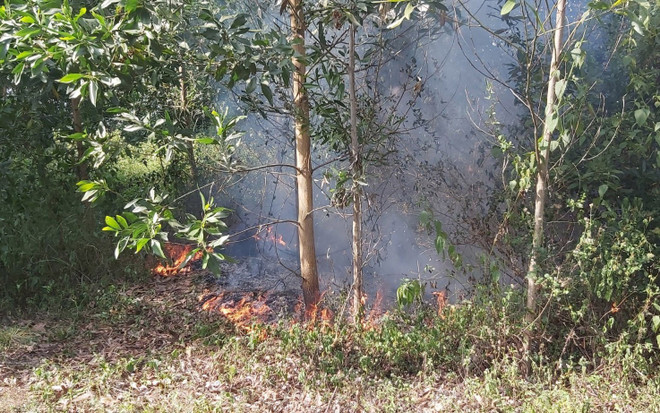Hỏa hoạn bùng phát tại khu rừng keo ngay sát sân bay Đà Nẵng ảnh 1