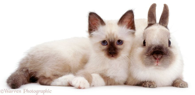 Ngắm nhìn những cặp "thú sinh đôi" khác loài cực kỳ đáng yêu ảnh 4