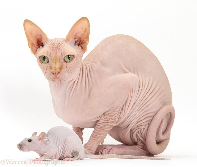 Ngắm nhìn những cặp "thú sinh đôi" khác loài cực kỳ đáng yêu ảnh 14