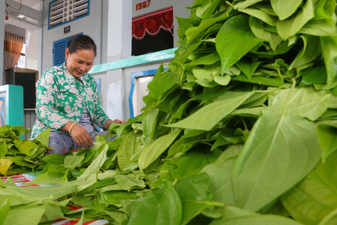 Dưới những ngôi nhà xưa, du khách có thể trải nghiệm với những nét văn hóa trầu cau tại làng trầu Vị Thủy. (Ảnh: Duy Khương/TTXVN) Hậu Giang: Đưa làng trầu Vị Thủy trở thành điểm du lịch ấn tượng ảnh 3