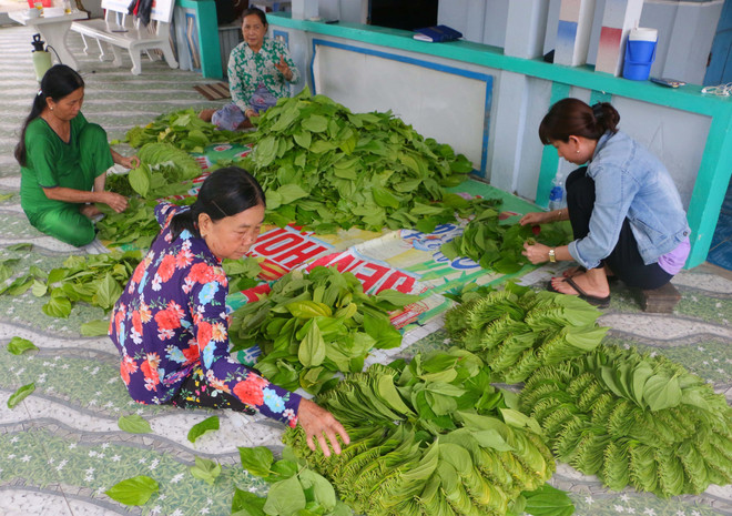 Du khách cũng có thể trải nghiệm thực hiện đếm lá trầu thành từng 'ốp.' (Ảnh: Duy Khương/TTXVN) Hậu Giang: Đưa làng trầu Vị Thủy trở thành điểm du lịch ấn tượng ảnh 4
