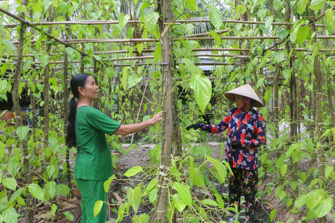 Làng trầu Vị Thủy hiện nay có diện tích khoảng 40ha. (Ảnh: Duy Khương/TTXVN) Hậu Giang: Đưa làng trầu Vị Thủy trở thành điểm du lịch ấn tượng ảnh 1