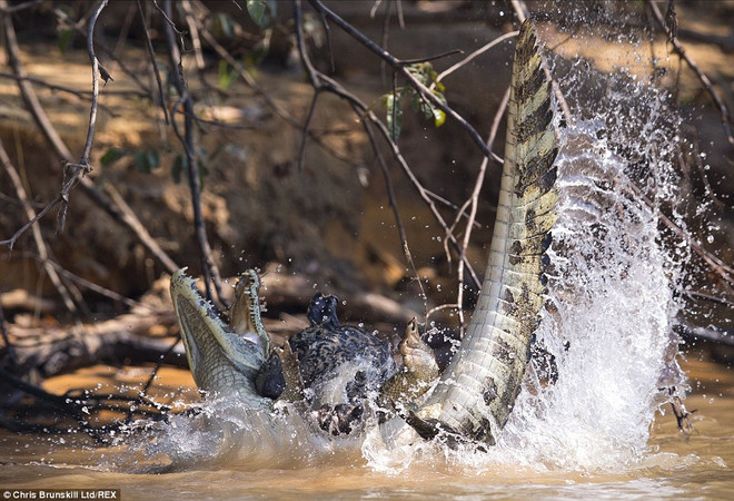 Cá sấu thoát chết thần kỳ khi bị báo đốm vật lộn và cắn cổ ảnh 3