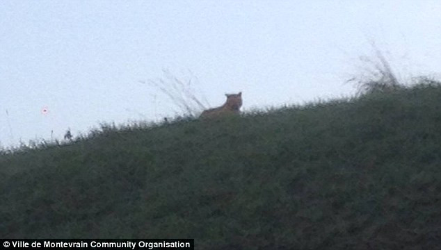 Người dân hoảng sợ khi phát hiện con hổ lang thang gần bãi đỗ xe ảnh 1