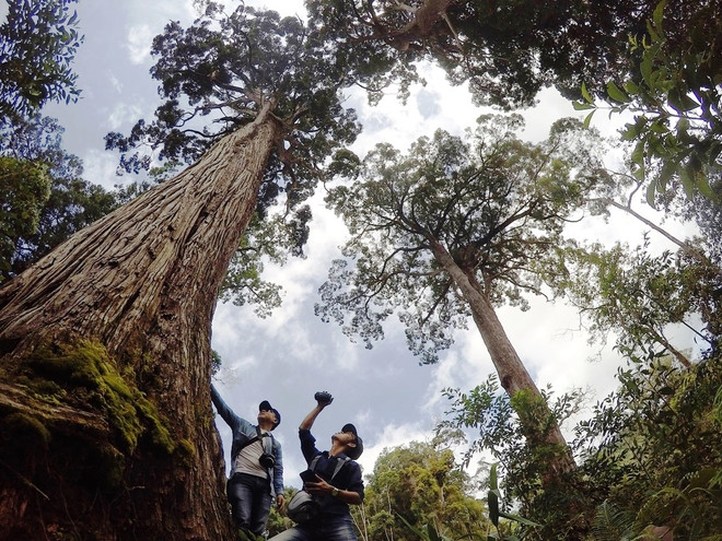 Truyền thông quản trị rừng cần theo sát những thay đổi của chính sách ảnh 1