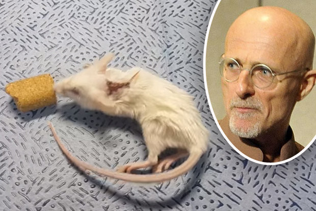 Cấy ghép đầu người sẽ trở thành hiện thực trong vòng 2 năm tới? ảnh 1