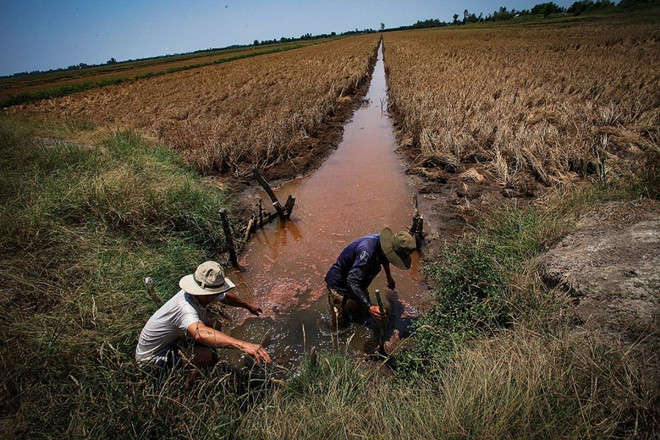 Dồn lực tìm nước, chống mặn giúp Vựa lúa số 1 Việt Nam 'vượt hạn' ảnh 1