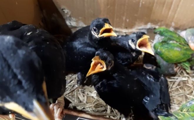 Đề nghị Long An xử lý nghiêm nạn buôn bán động vật hoang dã trái phép ảnh 2