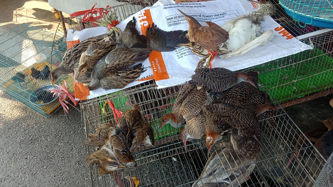 Đề nghị Long An xử lý nghiêm nạn buôn bán động vật hoang dã trái phép ảnh 3