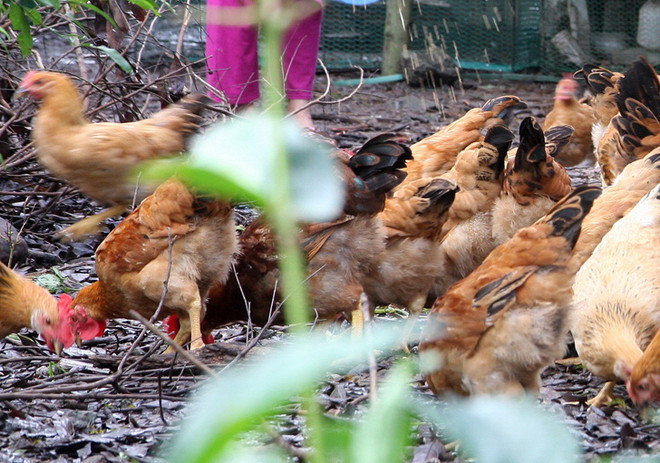 Thành phố Đà Nẵng lên tiếng về thông tin "gà chết do ăn cá" ảnh 1